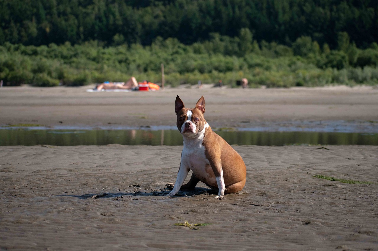 The Affectionate Nature of Boston Terriers